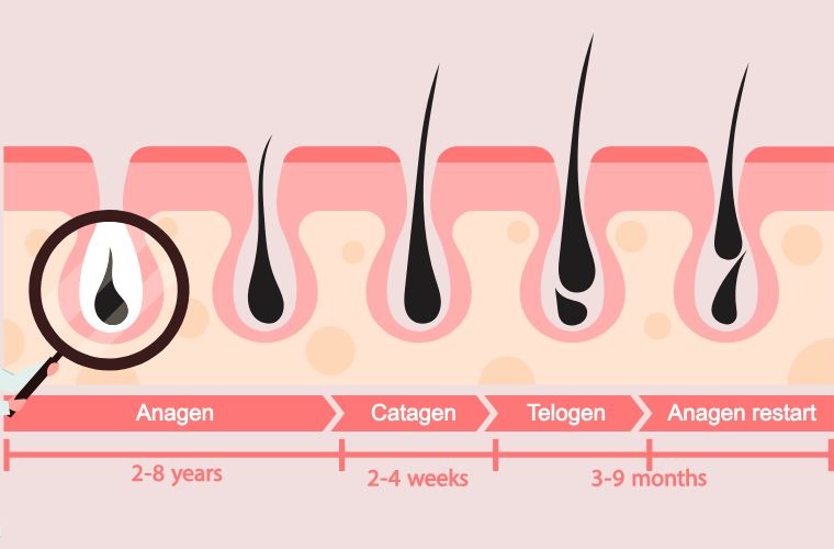 hajnövekedés szakaszai